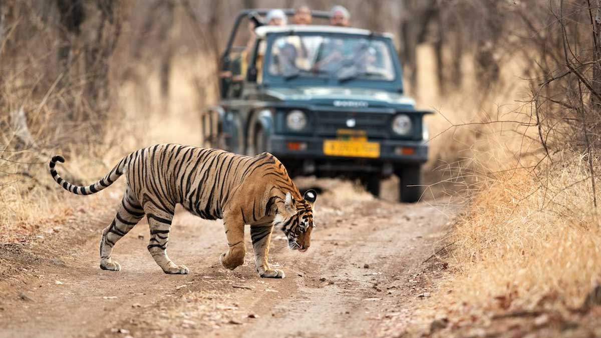 Wildlife Sanctuaries in India: Feel the Adventure of the Wildlife in India.